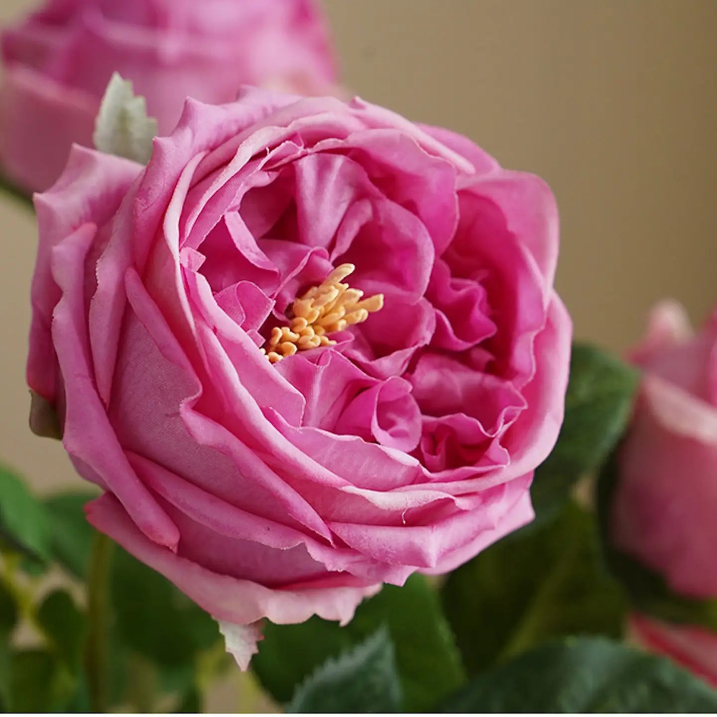 17"or 24"Premium Real Touch Cabbage Rose Stem