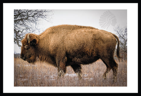 Woolaroc Buffalo - Framed Photograph